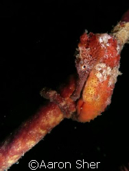 Red seahorse at Town Pier in Bonaire by Aaron Sher 